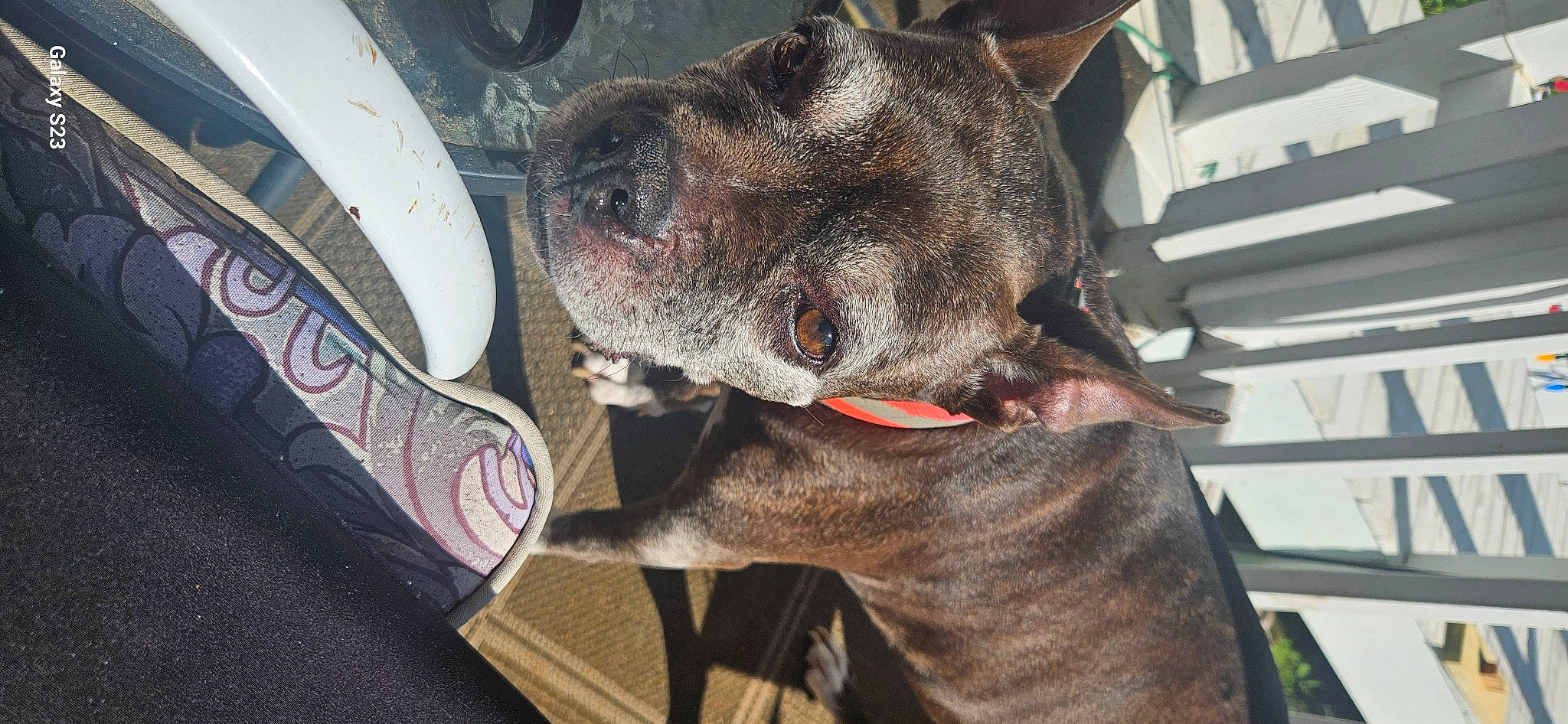 Bellebee joined the competition — help win amazing prizes! canidae, carnivore, collar, companion_dog, dog, dog_breed, dog_collar, ear, fawn, fur, giant_dog_breed, guard_dog, non_sporting_group, snout, sporting_group, terrestrial_animal, whiskers, working_animal, working_dog