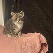 Lunar is registered to the contest to win money with this photo: kitten, cat, pet, animal, feline, cute, young, fur, indoor, pink, fabric, texture, wood, curious, small, domestic, sitting, portrait, eyes, whiskers