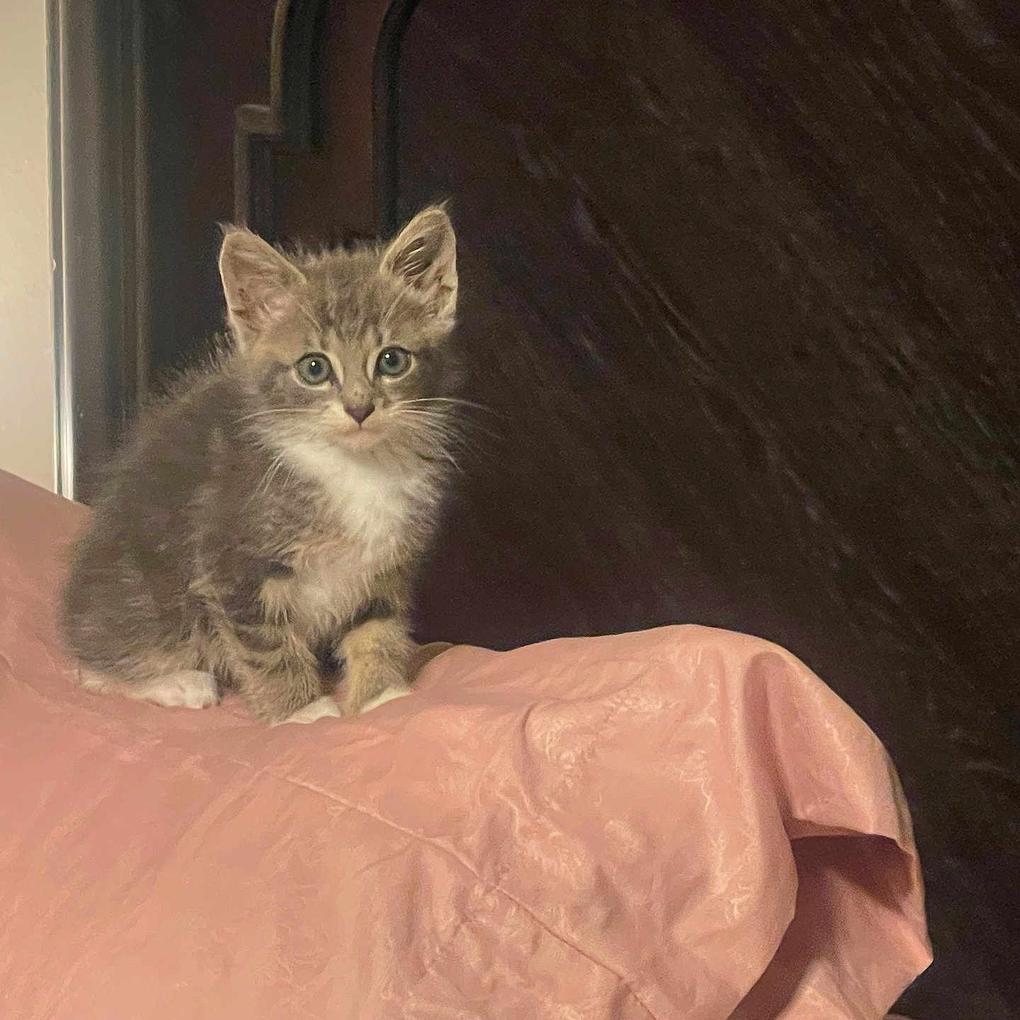 Lunar is registered to the contest to win money with this photo: kitten, cat, pet, animal, feline, cute, young, fur, indoor, pink, fabric, texture, wood, curious, small, domestic, sitting, portrait, eyes, whiskers