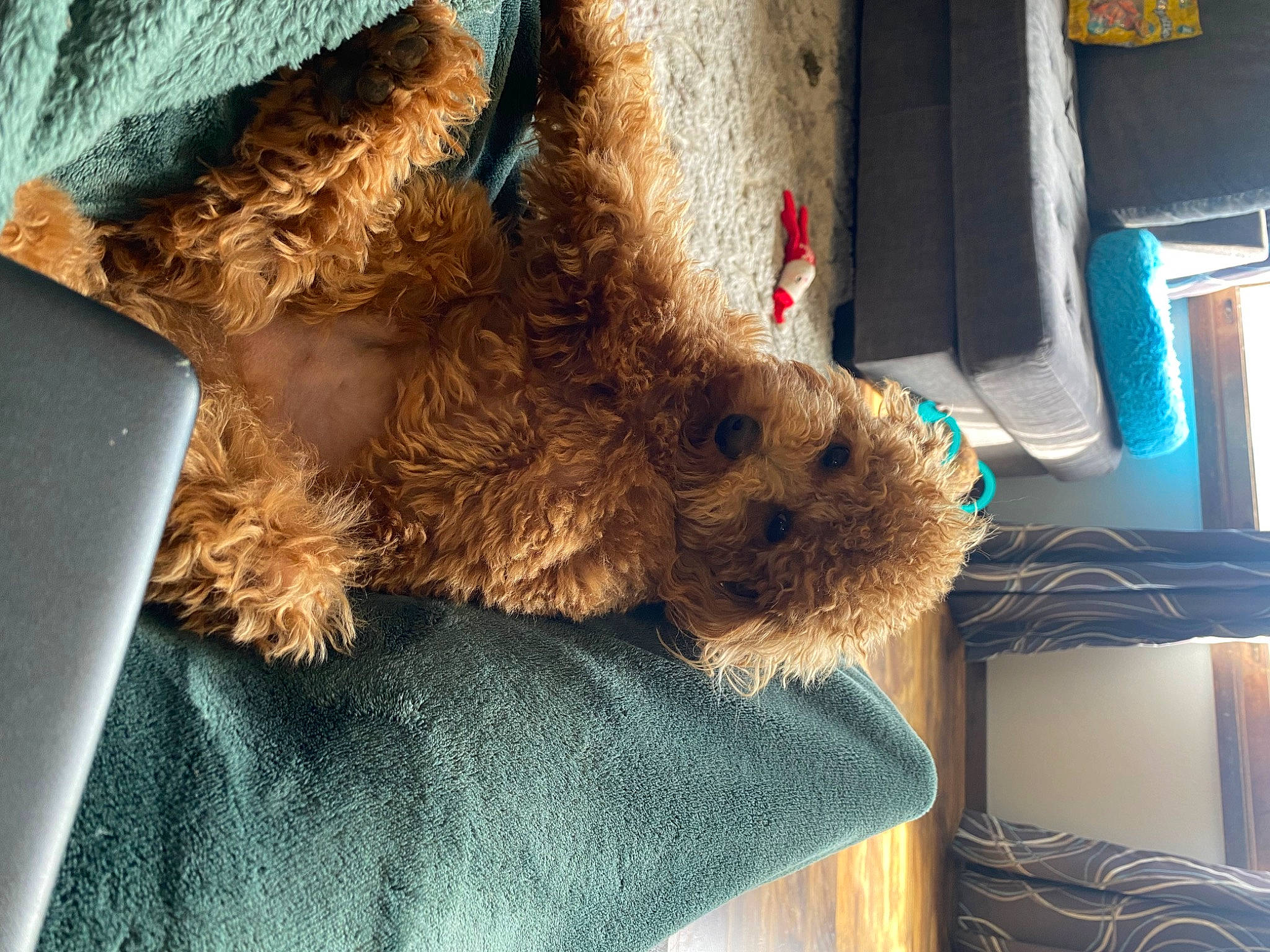 Asher is registered to the contest to win money with this photo: airedale_terrier, canidae, carnivore, companion_dog, dog, dog_breed, fawn, fur, human_leg, lakeland_terrier, laptop, mammal, sporting_group, terrier, toy, toy_dog, water_dog, welsh_terrier, wood, working_animal