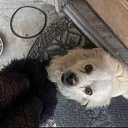 Bolt is registered to the contest to win money with this photo: animal, boots, companion, concrete_floor, curious, cute, dog, doormat, fishnet_stockings, fluffy, fur, home_entrance, hose, legs, looking_up, outdoor, patterned_mat, pet, waiting, white_dog