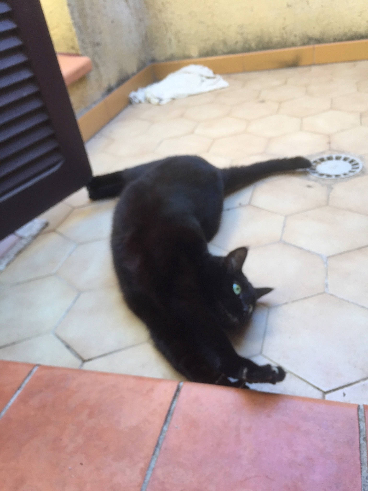 Chipie participe au concours pour gagner de l'argent avec cette photo : black_cat, bombay, canidae, carnivore, cat, claw, dog_breed, domestic_short_haired_cat, felidae, floor, flooring, fur, hardwood, shadow, small_to_medium_sized_cats, tail, terrestrial_animal, tile, whiskers, wood