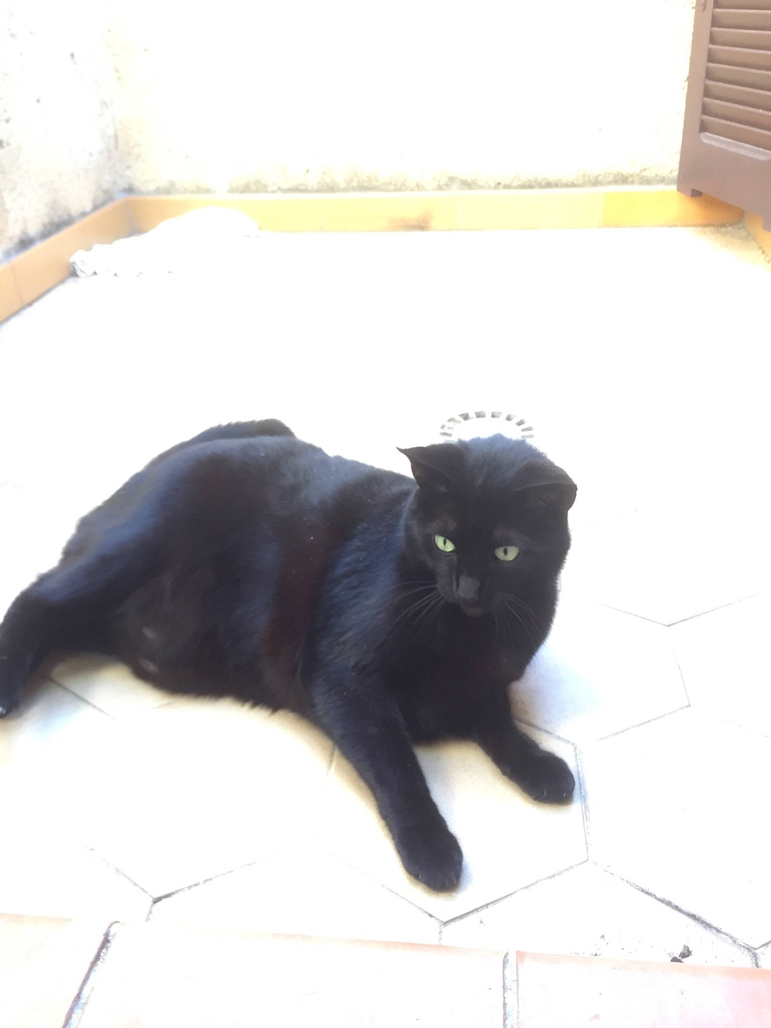 Chipie a rejoint le concours — aidez-le/la à gagner de superbes lots ! black_cat, bombay, carnivore, cat, claw, domestic_short_haired_cat, felidae, floor, flooring, fur, mammal, plant, shadow, small_to_medium_sized_cats, snout, tail, tints_and_shades, vertebrate, whiskers, window