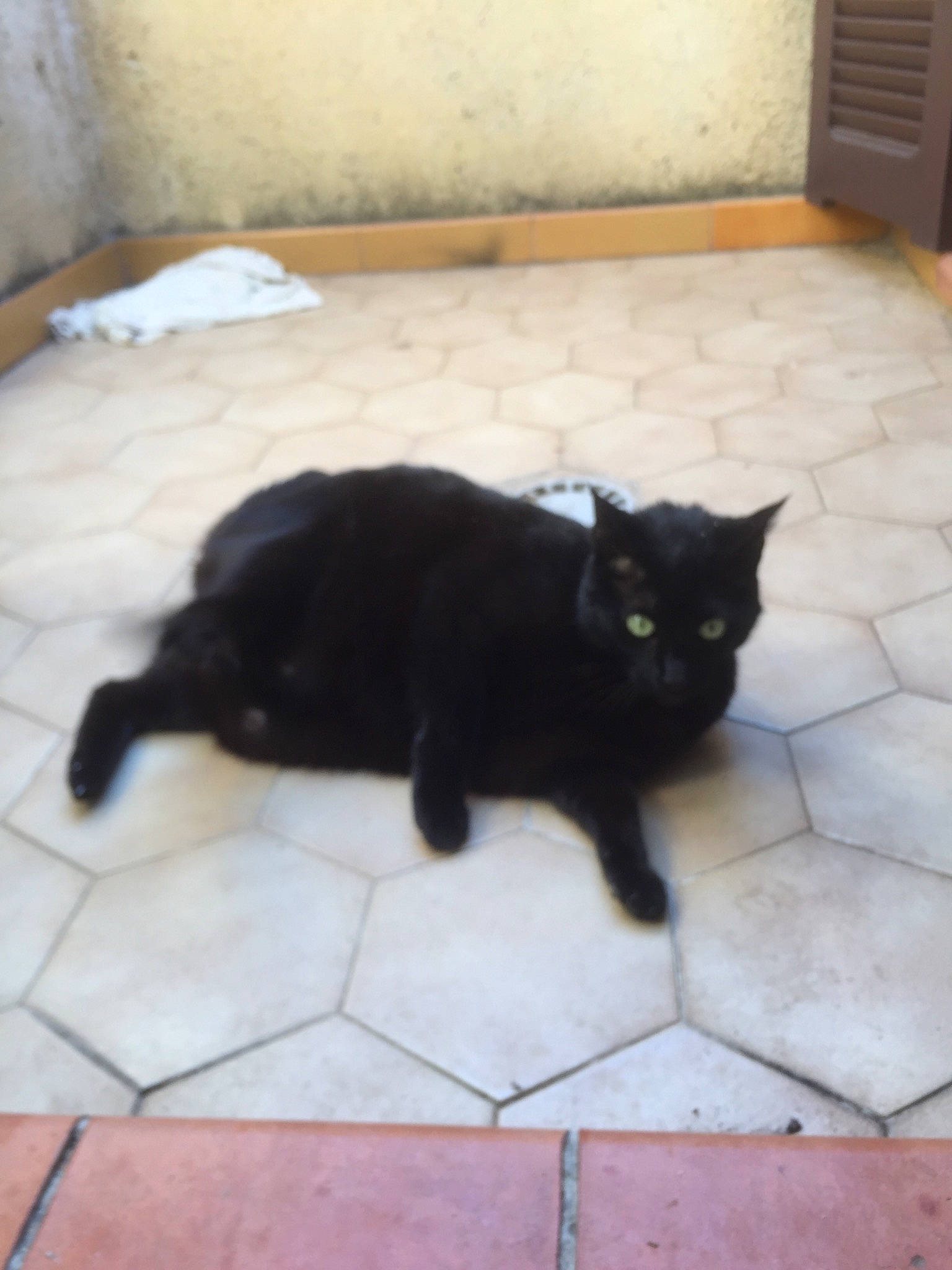 Chipie participe au concours pour gagner de l'argent avec cette photo : black_cat, bombay, carnivore, cat, claw, domestic_short_haired_cat, felidae, floor, flooring, fur, grey, mammal, road_surface, small_to_medium_sized_cats, snout, tail, terrestrial_animal, tints_and_shades, vertebrate, whiskers