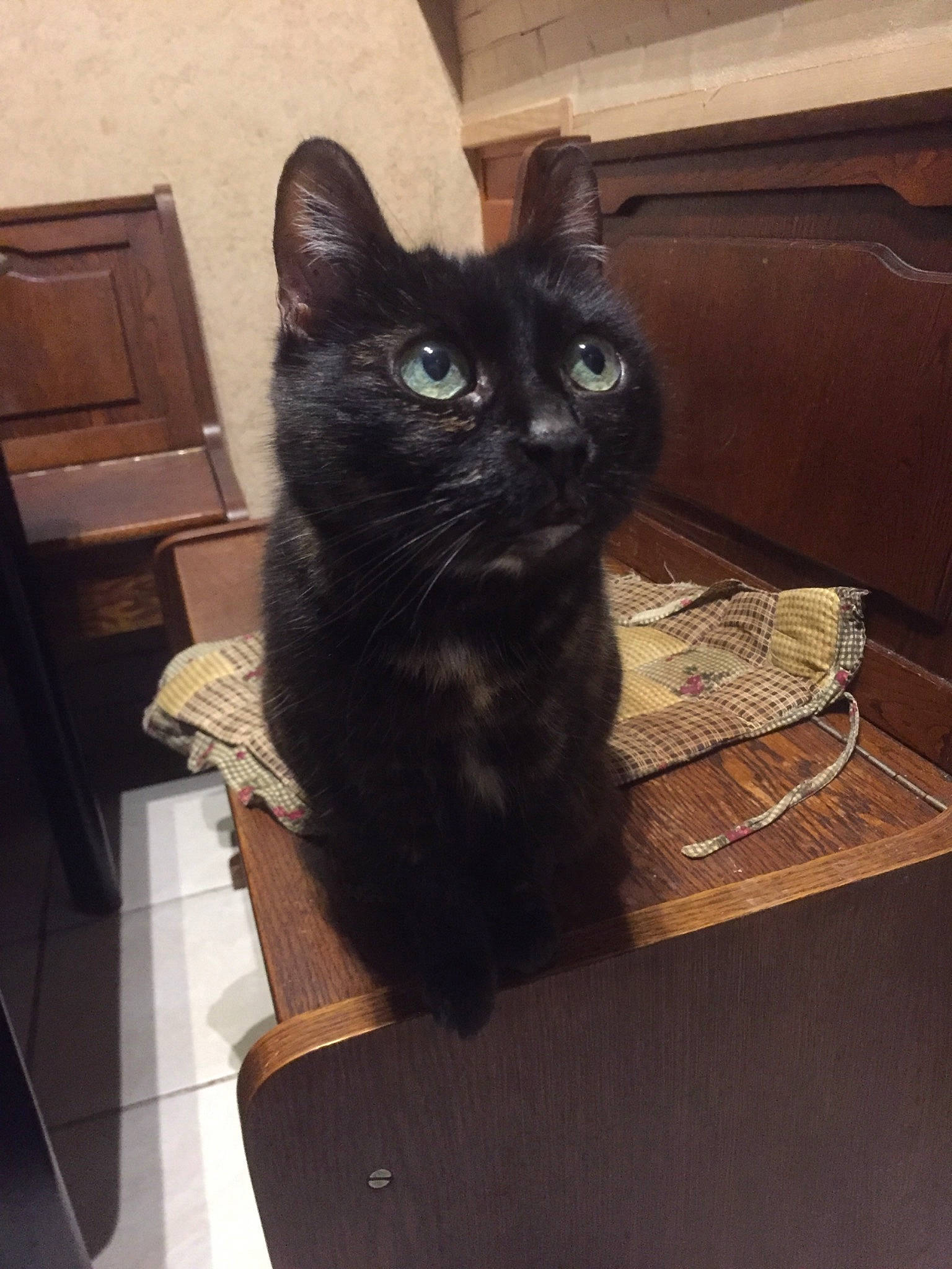 Poupounette participe au concours pour gagner de l'argent avec cette photo : black_cat, bombay, box, carnivore, cat, chair, claw, comfort, domestic_short_haired_cat, eye, felidae, fur, hardwood, sitting, small_to_medium_sized_cats, snout, tail, terrestrial_animal, whiskers, wood