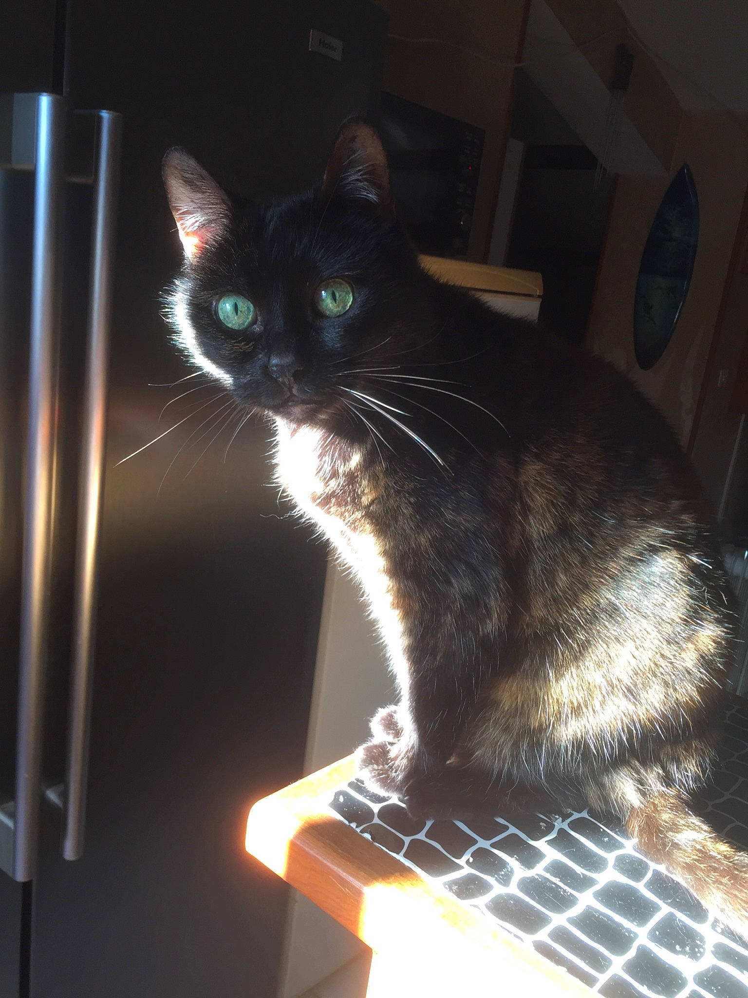 Poupounette a rejoint le concours — aidez-le/la à gagner de superbes lots ! automotive_lighting, black_cat, carnivore, cat, cat_supply, comfort, darkness, domestic_short_haired_cat, felidae, fur, gas, night, pet_supply, sitting, small_to_medium_sized_cats, snout, tail, vertebrate, whiskers, window