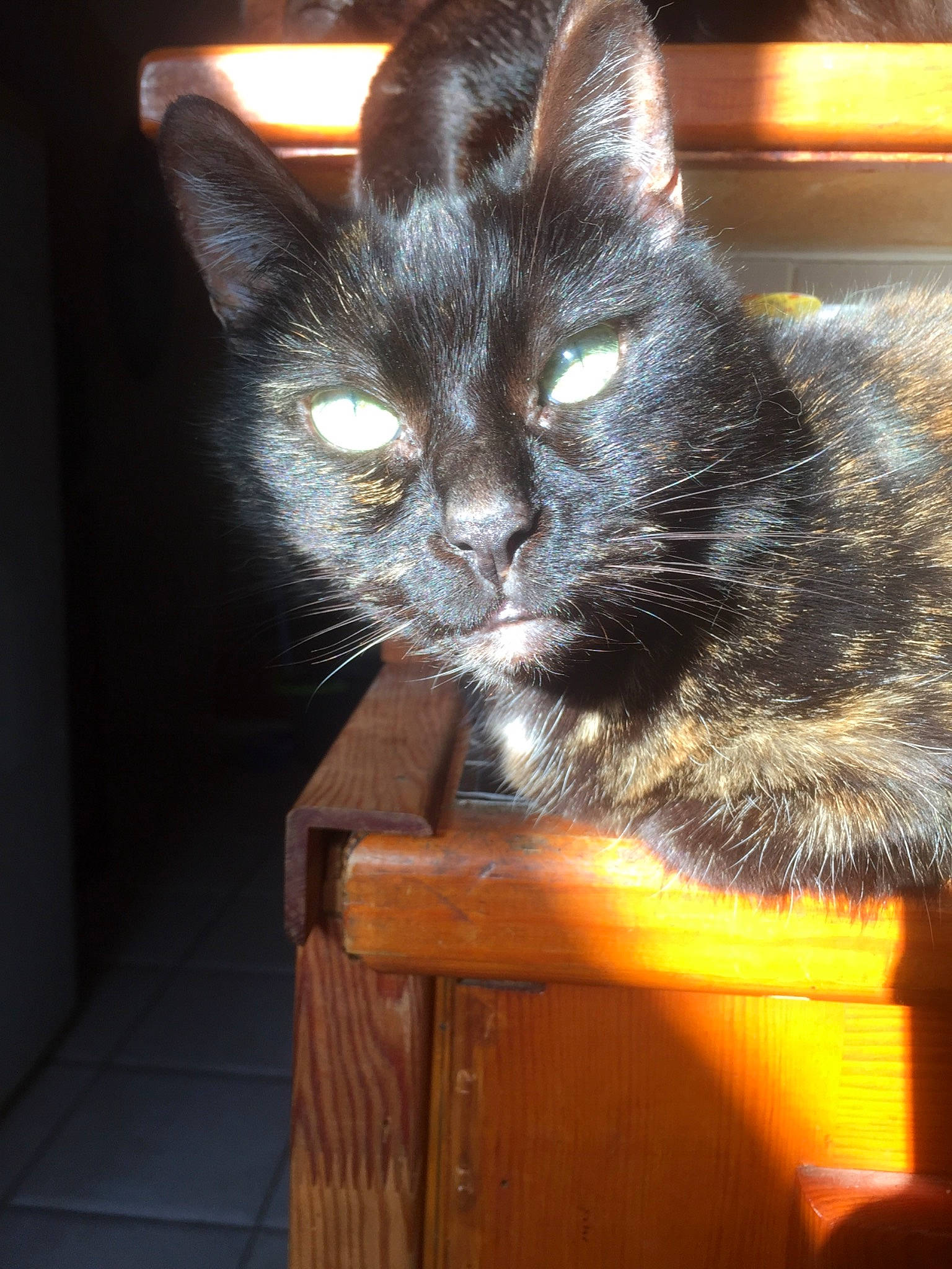 Poupounette a rejoint le concours — aidez-le/la à gagner de superbes lots ! black_cat, box, carnivore, cat, cat_furniture, cat_supply, comfort, domestic_short_haired_cat, felidae, fur, hardwood, sitting, small_to_medium_sized_cats, snout, tail, whiskers, window, wood, wood_stain