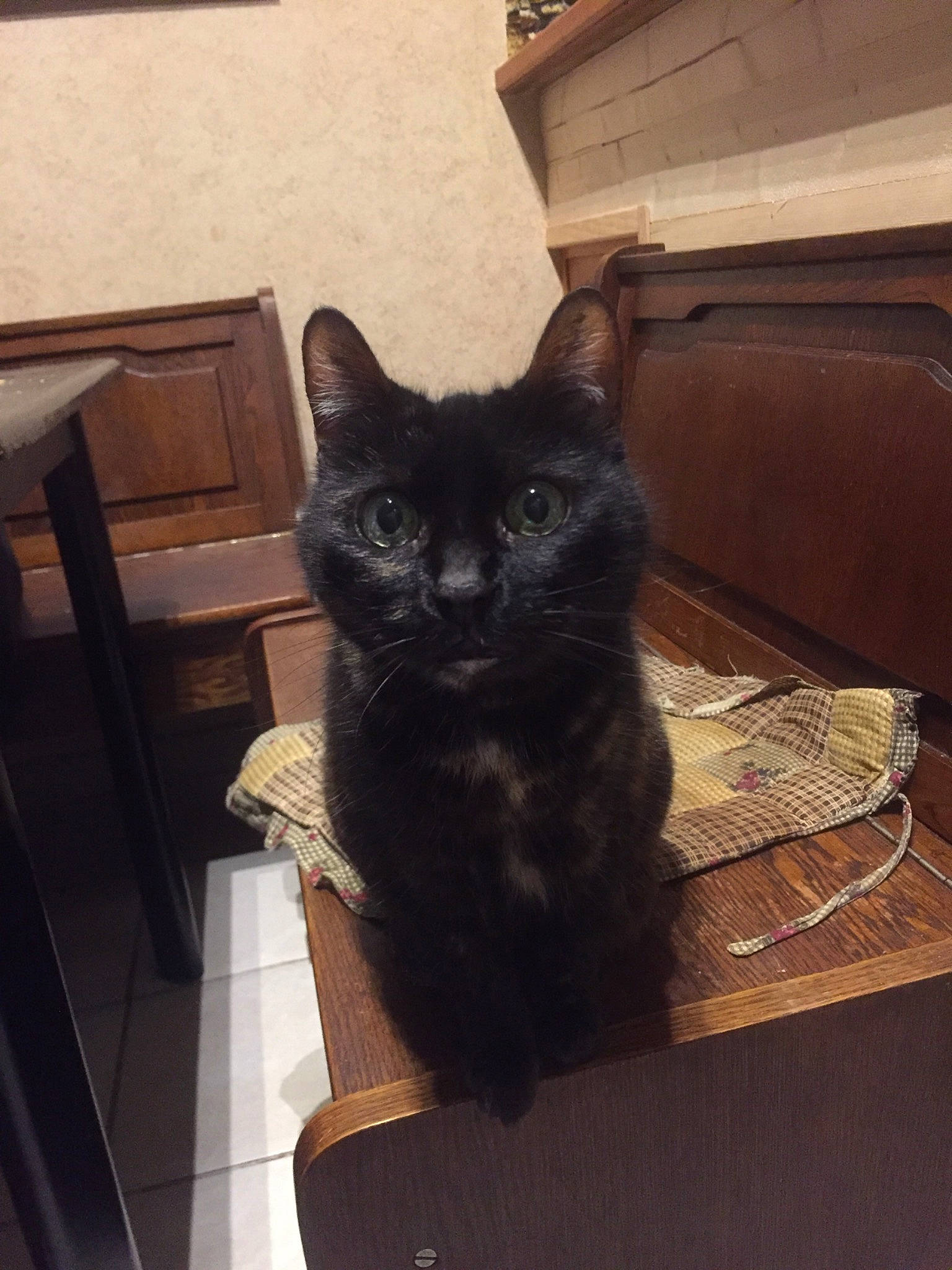 Poupounette a rejoint le concours — aidez-le/la à gagner de superbes lots ! black_cat, box, carnivore, cat, chair, comfort, domestic_short_haired_cat, felidae, flooring, fur, grey, hardwood, room, small_to_medium_sized_cats, snout, tail, terrestrial_animal, whiskers, window, wood