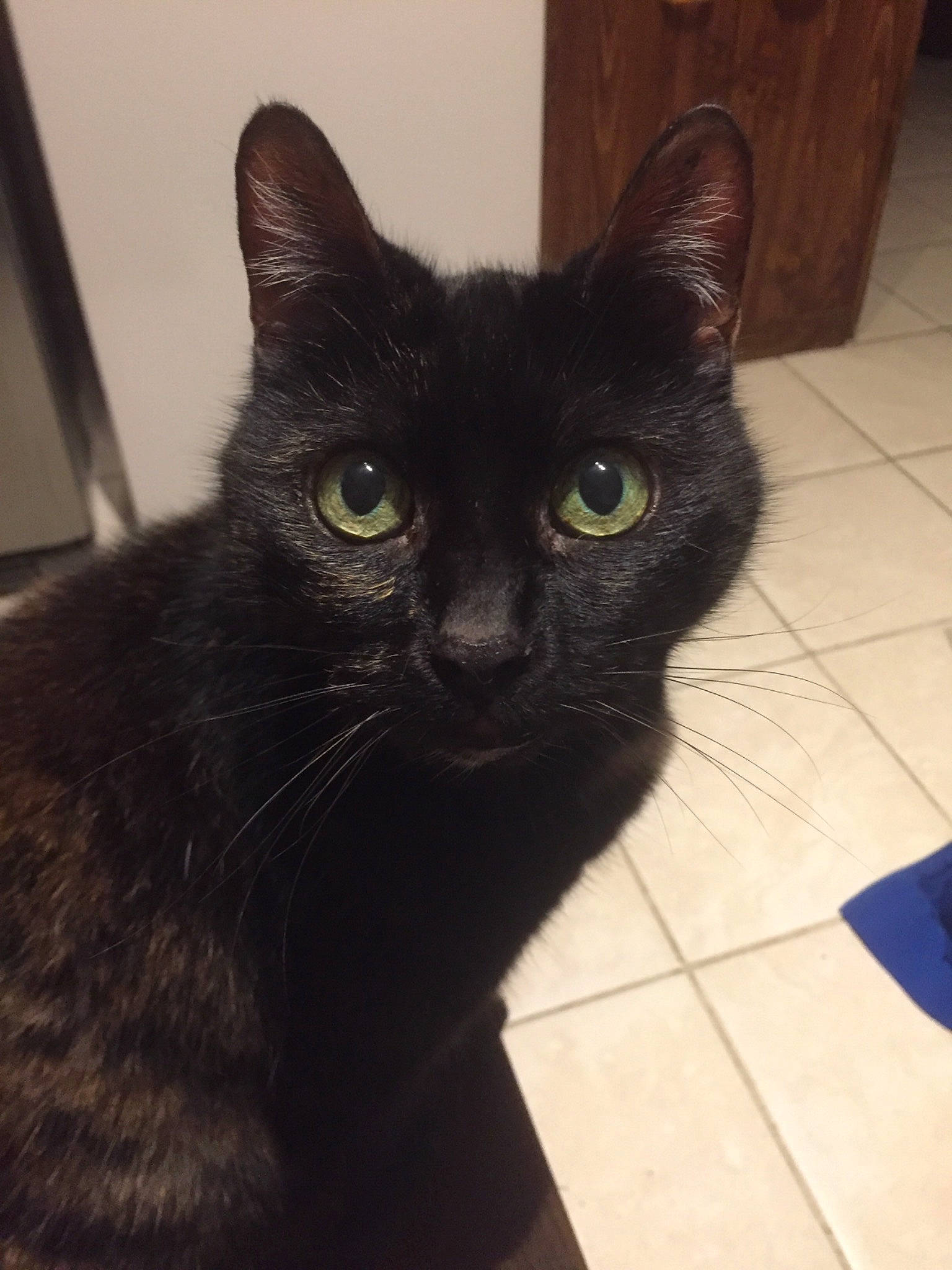 Poupounette participe au concours pour gagner de l'argent avec cette photo : black_cat, bombay, carnivore, cat, claw, domestic_short_haired_cat, felidae, flooring, fur, hardwood, small_to_medium_sized_cats, snout, tail, terrestrial_animal, tile_flooring, vertebrate, whiskers