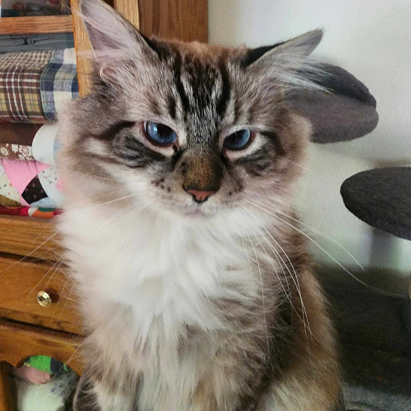 Sammy
