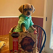 Winnie joined the competition — help win amazing prizes! puppy, dog, hoodie, cardboard_box, sasquatch_art, table, wooden_table, chair, door, indoor, kitchen, pet, paw, cute, portrait, packaging, green_clothing, sitting, wall_paneling, window