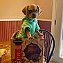 puppy, dog, hoodie, cardboard_box, sasquatch_art, table, wooden_table, chair, door, indoor, kitchen, pet, paw, cute, portrait, packaging, green_clothing, sitting, wall_paneling, window