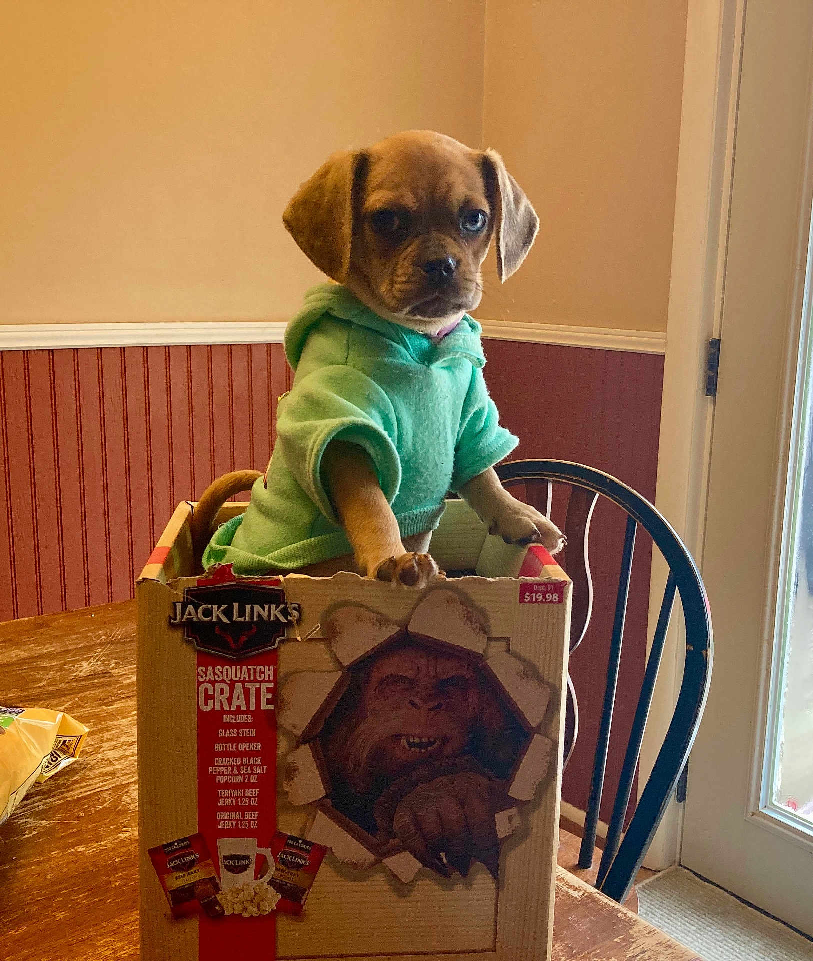 Winnie joined the competition — help win amazing prizes! puppy, dog, hoodie, cardboard_box, sasquatch_art, table, wooden_table, chair, door, indoor, kitchen, pet, paw, cute, portrait, packaging, green_clothing, sitting, wall_paneling, window
