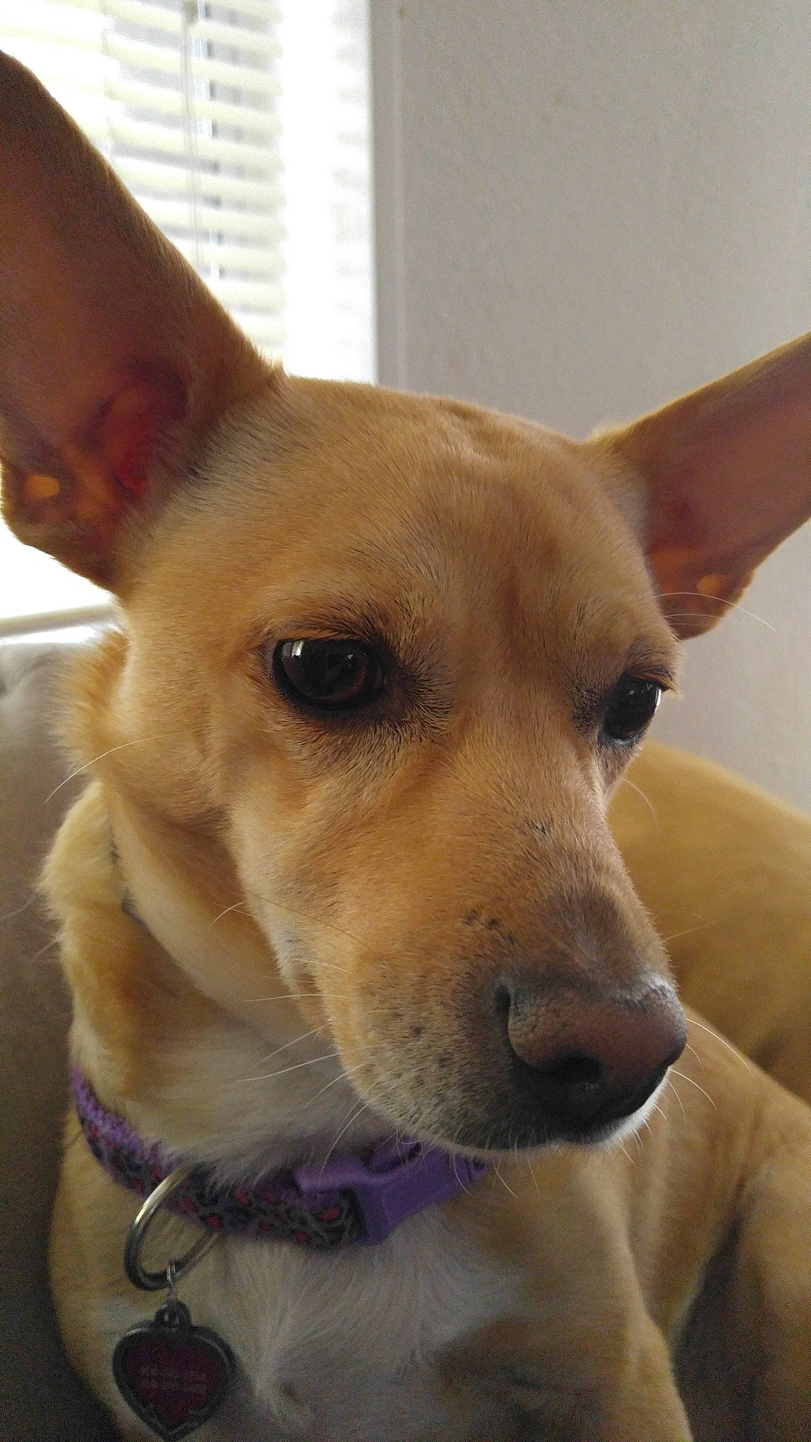 Truffles joined the competition — help win amazing prizes! ancient_dog_breeds, aspin, canidae, carnivore, carolina_dog, chihuahua, companion_dog, corgi_chihuahua, dog, dog_breed, ear, fawn, mammal, nose, pariah_dog, rare_breed_dog, snout, street_dog, vertebrate, whiskers