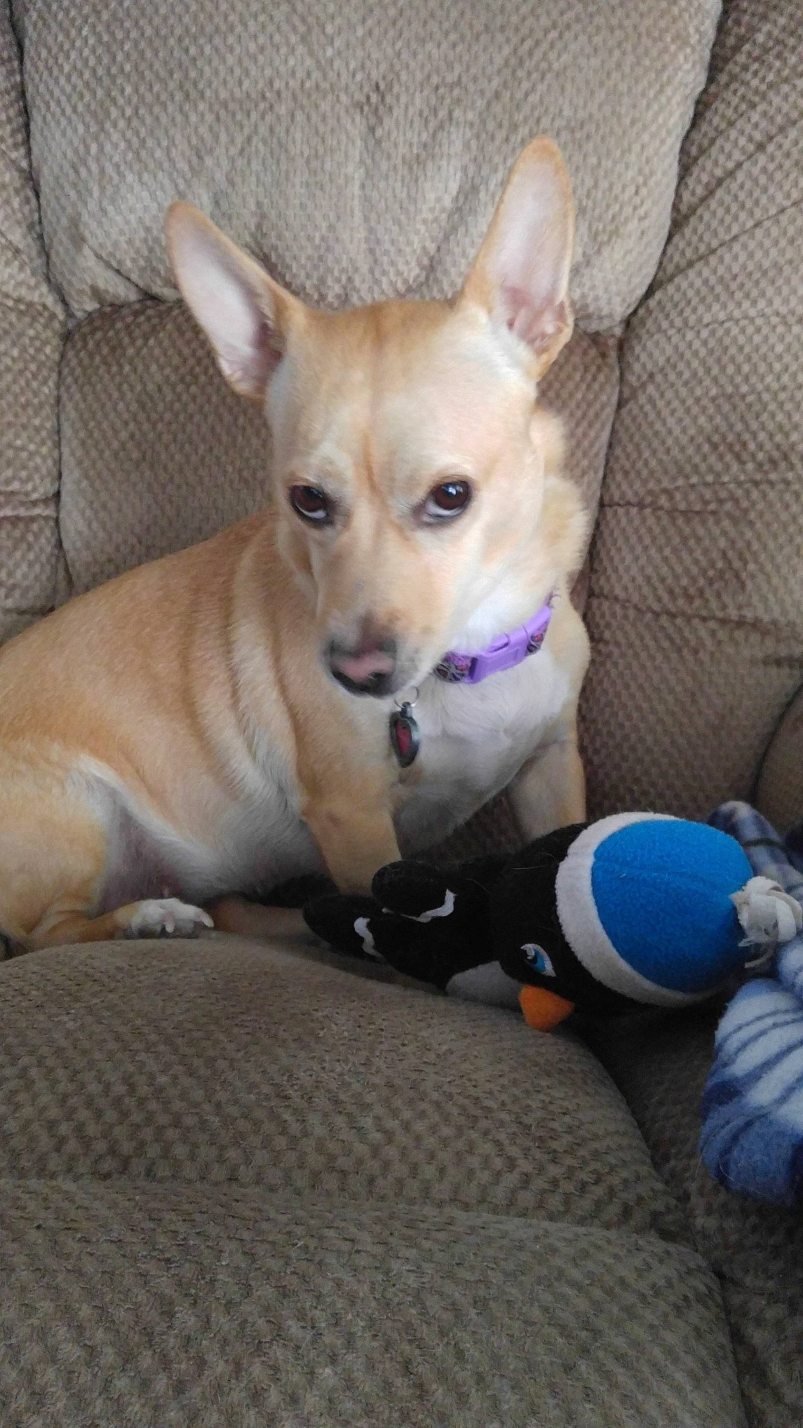 Truffles is registered to the contest to win money with this photo: canidae, carnivore, carolina_dog, chihuahua, companion_dog, corgi_chihuahua, dog, dog_breed, fawn, feist, mammal, miniature_fox_terrier, puppy, rare_breed_dog, snout, sporting_group, teddy_roosevelt_terrier, toy_dog, toy_fox_terrier, vertebrate