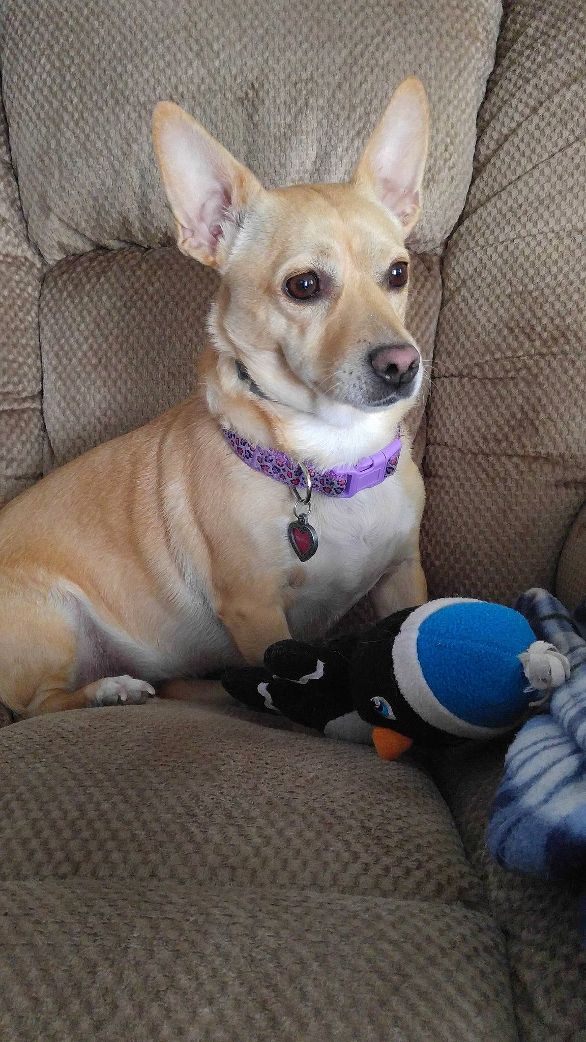 Truffles joined the competition — help win amazing prizes! canidae, carnivore, carolina_dog, chihuahua, companion_dog, corgi_chihuahua, dog, dog_breed, fawn, feist, mammal, miniature_fox_terrier, puppy, rare_breed_dog, rat_terrier, snout, teddy_roosevelt_terrier, toy_dog, vertebrate, whiskers