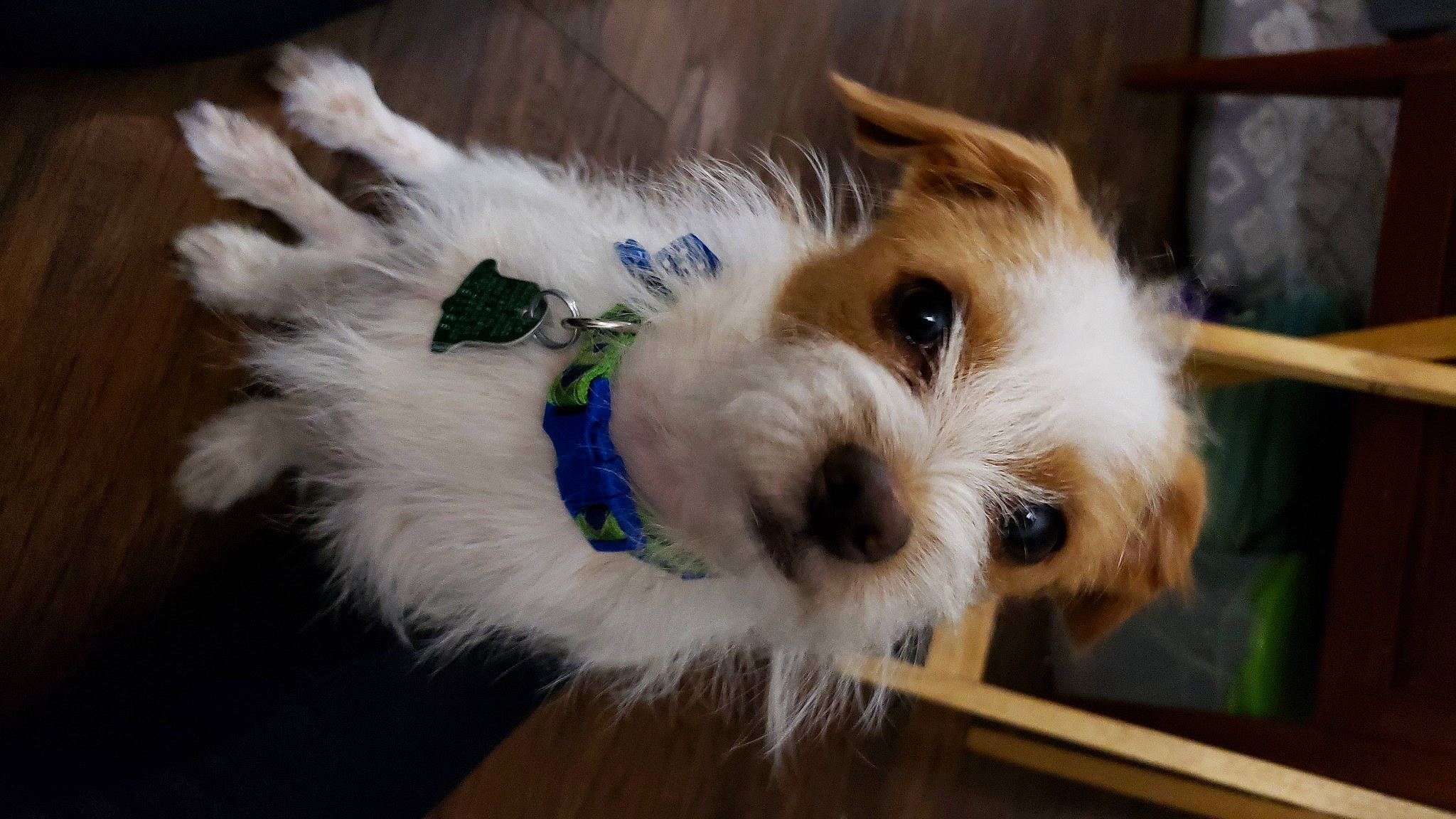 Morty joined the competition — help win amazing prizes! canidae, carnivore, cavachon, companion_dog, dog, dog_breed, mammal, petit_basset_griffon_vendeen, puppy, snout, sporting_group, sporting_lucas_terrier, terrier, tibetan_terrier, toy_dog, vertebrate, west_highland_white_terrier