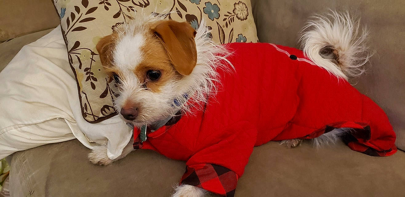 Morty is registered to the contest to win money with this photo: canidae, carnivore, cavachon, companion_dog, dog, dog_breed, dog_clothes, kromfohrlander, maltepoo, mammal, parson_russell_terrier, puppy, puppy_love, rare_breed_dog, russell_terrier, schnoodle, sealyham_terrier, sporting_lucas_terrier, terrier, vertebrate