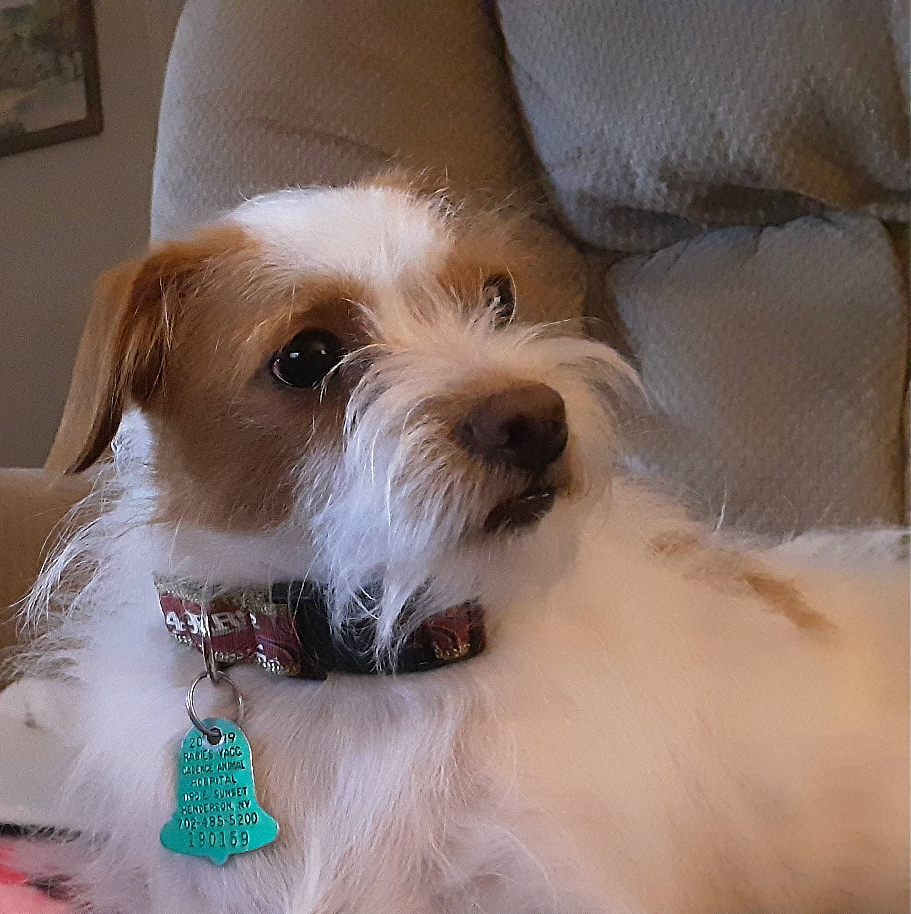 Morty is registered to the contest to win money with this photo: canidae, carnivore, companion_dog, dog, dog_breed, havanese, kromfohrlander, maltepoo, mammal, parson_russell_terrier, puppy, puppy_love, rare_breed_dog, russell_terrier, schnoodle, snout, sporting_group, sporting_lucas_terrier, terrier, vertebrate