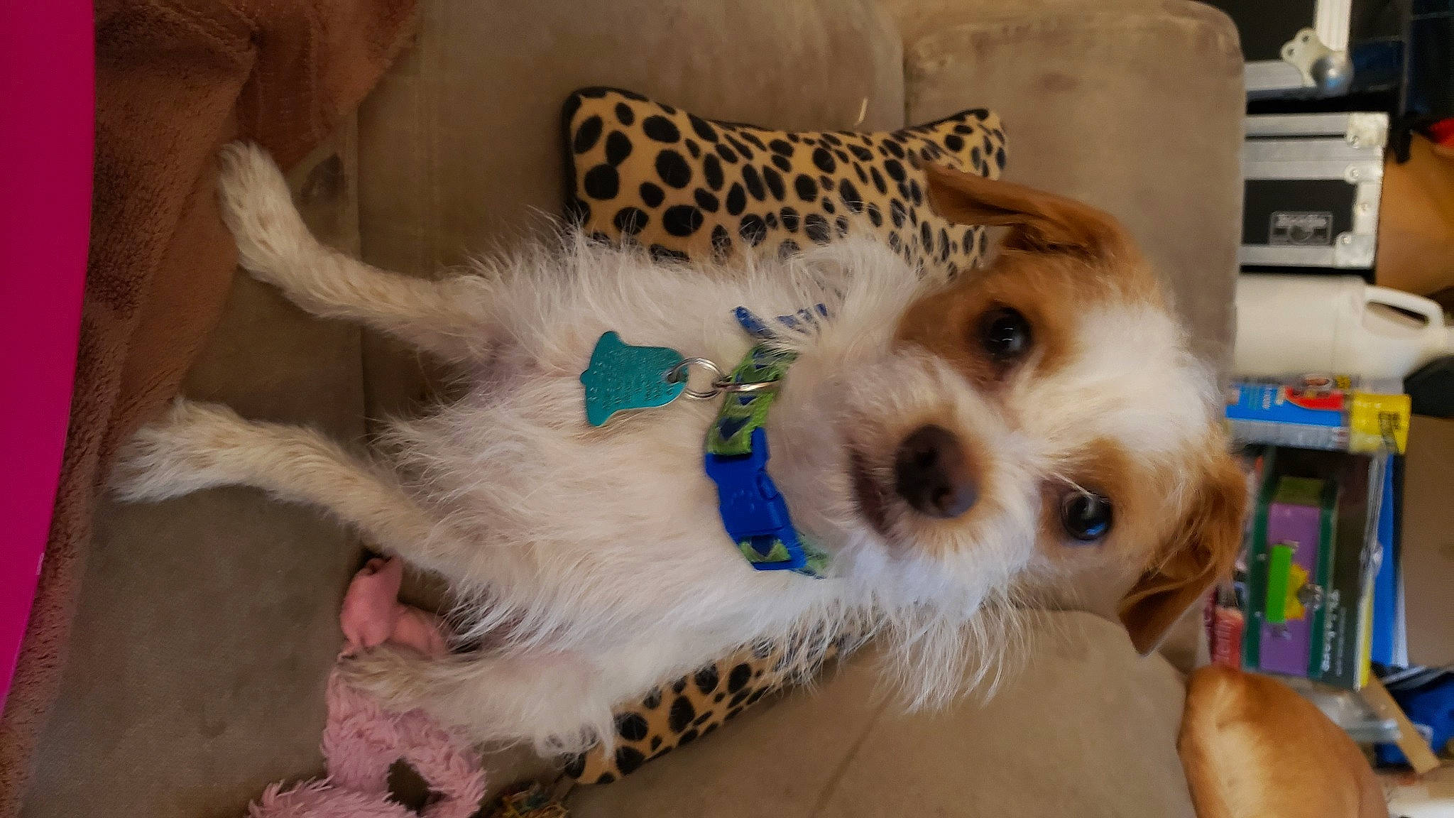 Morty is registered to the contest to win money with this photo: canidae, carnivore, cavachon, cavapoo, cockapoo, companion_dog, dog, dog_breed, mammal, morkie, puppy, puppy_love, schnoodle, snout, sporting_group, sporting_lucas_terrier, vertebrate