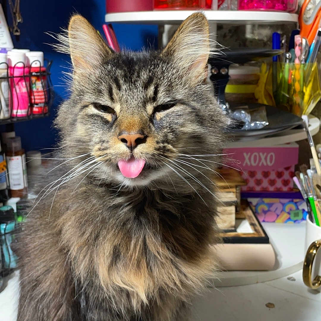 Kitkat joined the competition — help win amazing prizes! animal, bodypart, bottle, cat, closet, cosmetics, cupboard, face, furniture, head, indoors, kitten, mouth, perfume, person, pet, photography, portrait, shelf, tongue