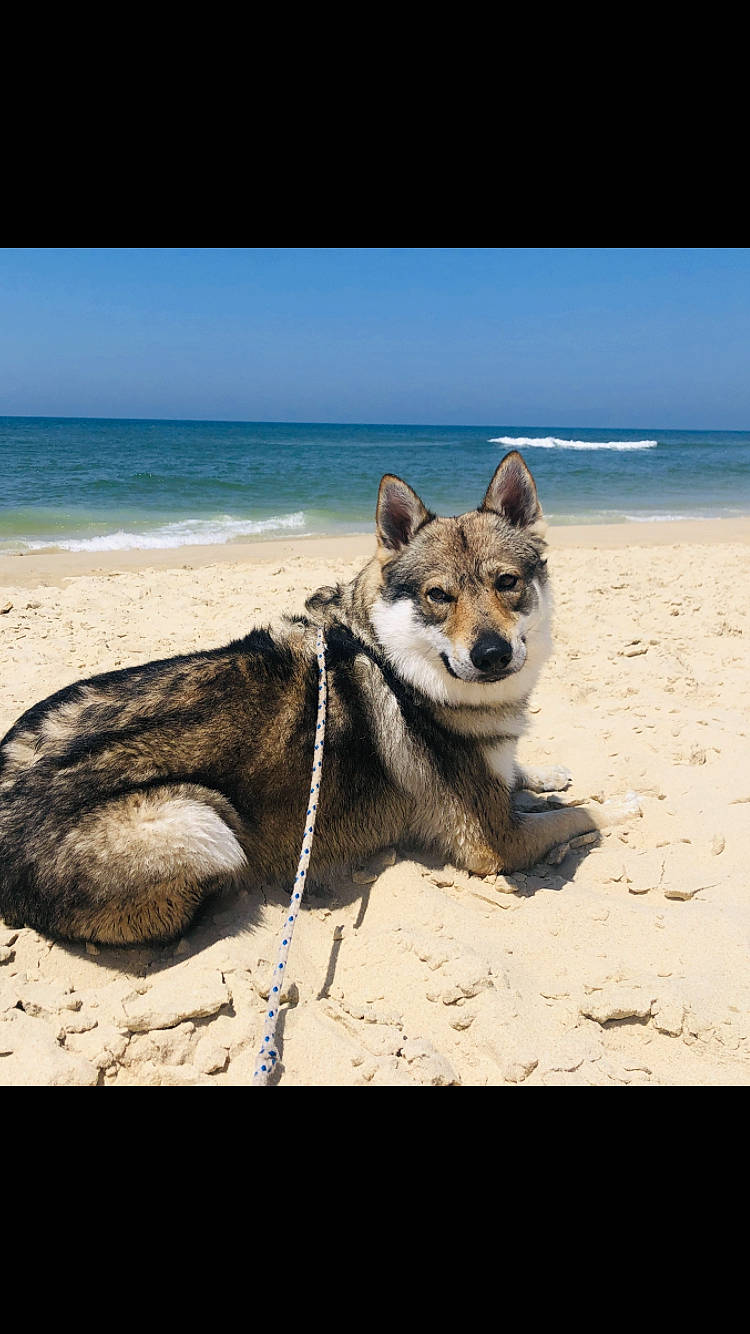 Fatouk participe au concours pour gagner de l'argent avec cette photo : akita, alaskan_malamute, beach, canadian_eskimo_dog, canidae, canis, carnivore, dog, dog_breed, greenland_dog, mammal, northern_inuit_dog, ocean, photography, sand, sea, siberian_husky, vertebrate, wildlife, wolfdog