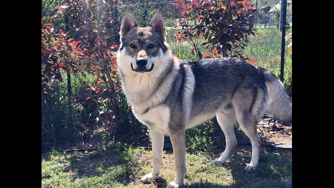 Farouk participe au concours pour gagner de l'argent avec cette photo : ancient_dog_breeds, art, canidae, canis, carnivore, companion_dog, dog, dog_breed, fawn, fur, grass, plant, sled_dog, snout, sporting_group, tail, tree, wildlife, working_animal, working_dog