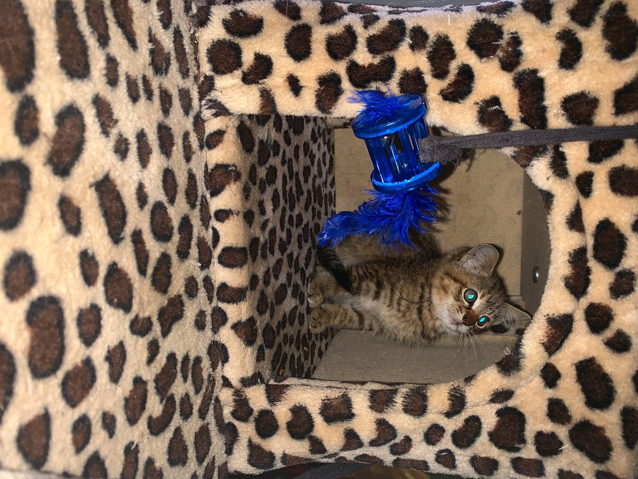 Astrid joined the competition — help win amazing prizes! carnivore, cat, domestic_short_haired_cat, electric_blue, felidae, fur, leopard, linens, pattern, room, serveware, sleeve, small_to_medium_sized_cats, tail, terrestrial_animal, textile, whiskers, wildlife