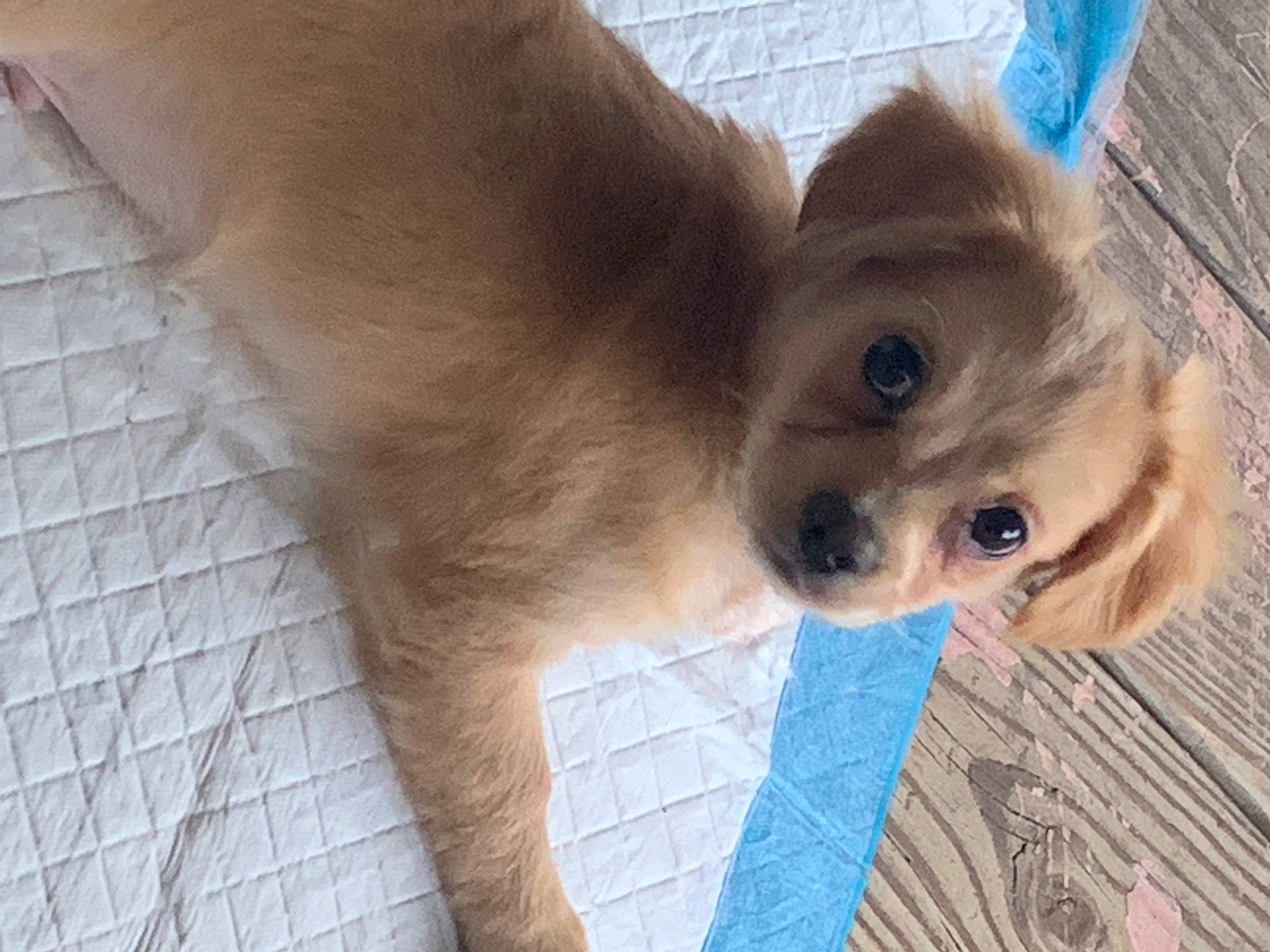 Spyro joined the competition — help win amazing prizes! carnivore, cat, electric_blue, fawn, felidae, fur, siamese, small_to_medium_sized_cats, snout, terrestrial_animal, whiskers, wood