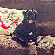 Frankie is registered to the contest to win money with this photo: dog, black_dog, couch, quilted, pillow, gnome, indoor, pet, tongue_out, playful, seated, furniture, cozy, home, animal, companion, cute, relaxed, decor, fabric