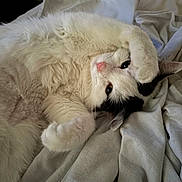 Meika participe au concours pour gagner de l'argent avec cette photo : cat, white_cat, black_patch, fluffy, pet, lying_down, paw, blanket, soft, indoors, cute, sleepy, fur, relaxed, animal, whiskers, bed, cozy, closeup, resting