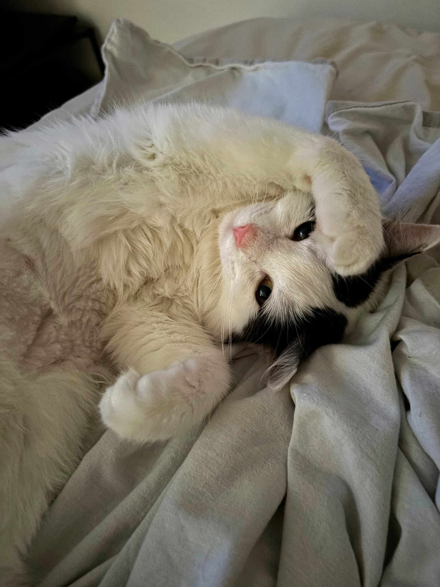 Meika participe au concours pour gagner de l'argent avec cette photo : cat, white_cat, black_patch, fluffy, pet, lying_down, paw, blanket, soft, indoors, cute, sleepy, fur, relaxed, animal, whiskers, bed, cozy, closeup, resting