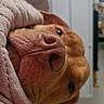 blanket, brown_fur, close_up, cozy, dog, eye, floppy_ears, funny, furniture, home, indoors, lying_down, nose, pet, photography, playful, portrait, relaxed, snout, soft_lighting