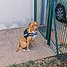 animal, brown_eyes, dog, fence, funny_pose, garden, gate, harness, outdoor, parked_car, pavement, pet, portrait, short_hair, sidewalk, sitting, tan_dog, vehicle, white_chest, yard