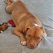 Kiara participe au concours pour gagner de l'argent avec cette photo : bed, bedding, bedroom, blanket, brown_dog, brown_fur, close_up, dog, home, indoor, lying_down, pet, pit_bull, portrait, relaxed, sad_eyes, sleeping, stuffed_animal, toy, white_marking