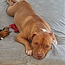bed, bedding, bedroom, blanket, brown_dog, brown_fur, close_up, dog, home, indoor, lying_down, pet, pit_bull, portrait, relaxed, sad_eyes, sleeping, stuffed_animal, toy, white_marking