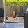 Kiara a rejoint le concours — aidez-le/la à gagner de superbes lots ! back_view, backyard, deck, dog, garden, glass_door, greenery, hedge, household_appliance, indoor_outdoor, open_door, outdoor, patio, pet, quiet_scene, sitting, sunlight, tan_dog, tile_floor, trees