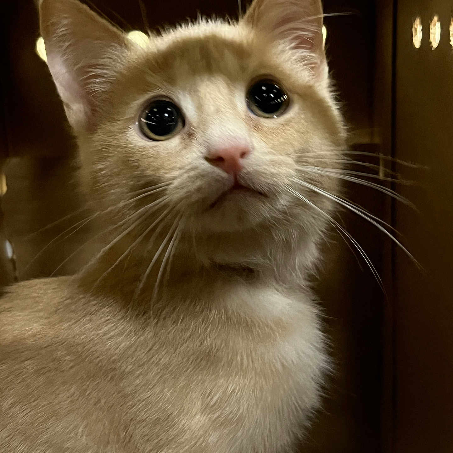 Symba is registered to the contest to win money with this photo: animal, cardboard_box, cat, closeup, curious, cute, ears, feline, fur, indoor, kitten, looking_up, nose, orange_cat, pet, portrait, small, soft_fur, whiskers, young_cat