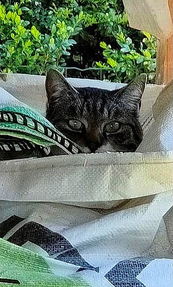 Buzz participe au concours pour gagner de l'argent avec cette photo : art, bag, black_cat, carnivore, cat, chair, comfort, domestic_short_haired_cat, felidae, flowerpot, fur, grass, grey, groundcover, houseplant, metal, pattern, plant, small_to_medium_sized_cats, whiskers