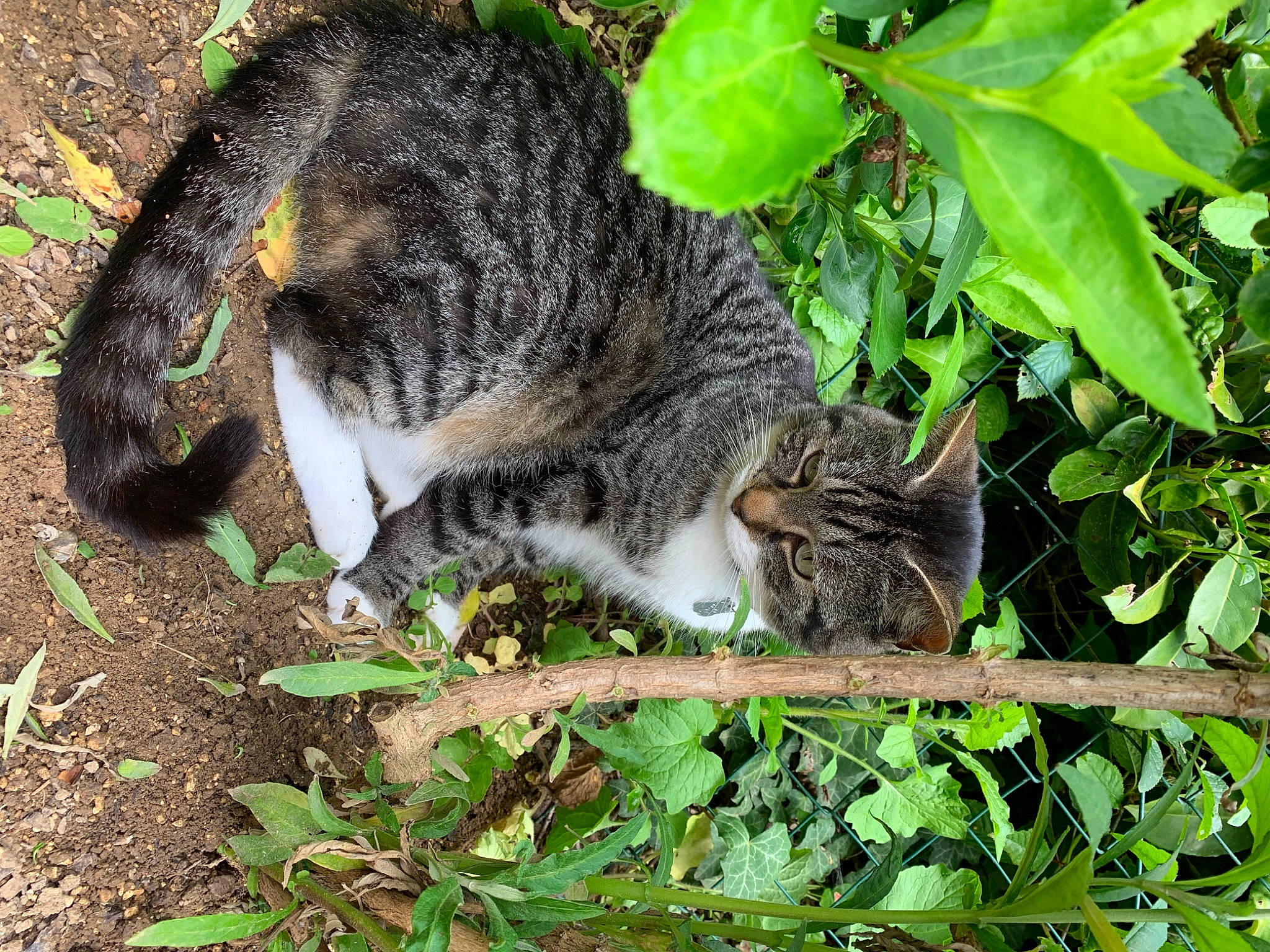 Buzz participe au concours pour gagner de l'argent avec cette photo : carnivore, cat, domestic_short_haired_cat, felidae, fur, grass, groundcover, herb, paw, plant, small_to_medium_sized_cats, snout, soil, tail, terrestrial_animal, tree, whiskers, wildlife