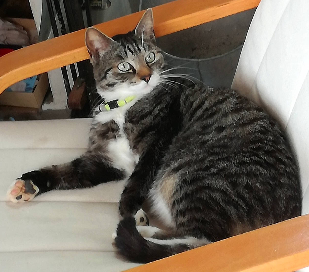 Buzz a rejoint le concours — aidez-le/la à gagner de superbes lots ! carnivore, cat, chair, claw, comfort, domestic_short_haired_cat, felidae, fur, paw, small_to_medium_sized_cats, snout, table, tail, whiskers