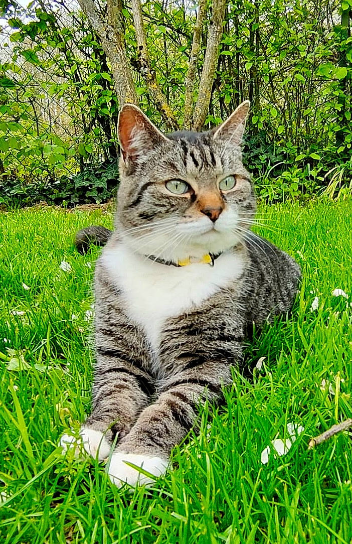 Buzz a rejoint le concours — aidez-le/la à gagner de superbes lots ! carnivore, cat, domestic_short_haired_cat, eye, fawn, felidae, fur, grass, grassland, green, groundcover, natural_landscape, paw, plant, small_to_medium_sized_cats, snout, tail, terrestrial_animal, tree, whiskers