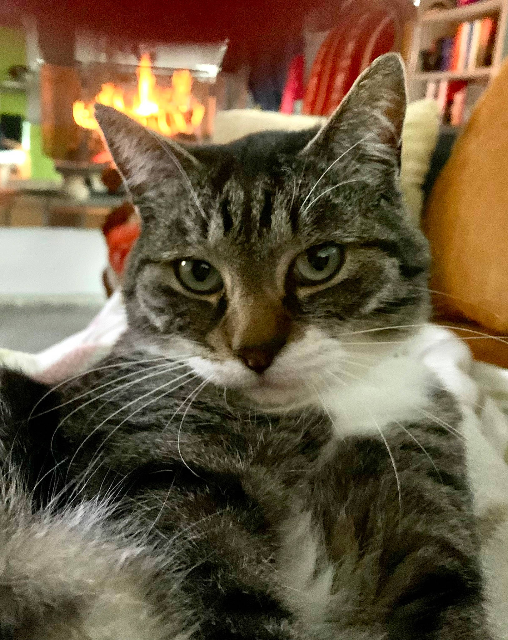 Buzz participe au concours pour gagner de l'argent avec cette photo : bookcase, carnivore, cat, claw, domestic_short_haired_cat, felidae, fur, iris, paw, picture_frame, shelf, small_to_medium_sized_cats, snout, tree, whiskers, window