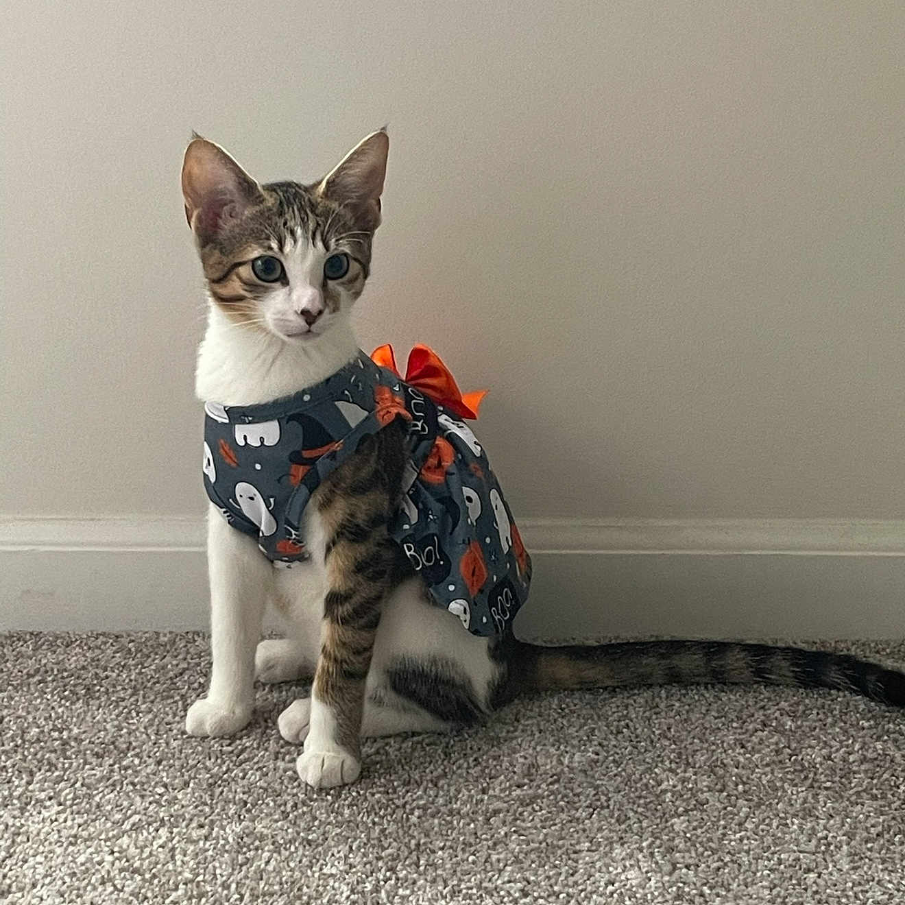 Millie is registered to the contest to win money with this photo: animal, carpet, cat, costume, cute, dress, ears, floor, fur, ghosts, halloween, indoor, orange_bow, pet, playful, sitting, tabby, tail, wall, white