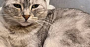 Mia participe au concours pour gagner de l'argent avec cette photo : cat, tabby, silver_fur, fluffy, pet, animal, close_up, portrait, indoor, relaxed, lying_down, green_eyes, whiskers, ears, paws, tail, fur, cozy, couch, sleepy