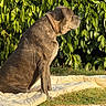 dog, canine, sitting, outdoors, garden, hedge, greenery, leaves, sunlight, golden_hour, collar, short_hair, profile, animal, pet, mattress, blanket, grass, gravel, portrait