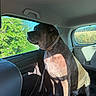 Rio participe au concours pour gagner de l'argent avec cette photo : dog, canine, pet, animal, sitting, car, vehicle, backseat, collar, short_hair, black_coat, large_dog, portrait, outdoors, window, sunlight, trees, nature, travel, passenger