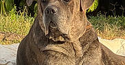 Rio a rejoint le concours — aidez-le/la à gagner de superbes lots ! dog, canine, large_dog, brown_dog, short_hair, floppy_ears, wrinkled_face, serious_expression, sitting, lying_down, outdoor, garden, grass, foliage, leaves, sunlight, portrait, blanket, pet, animal