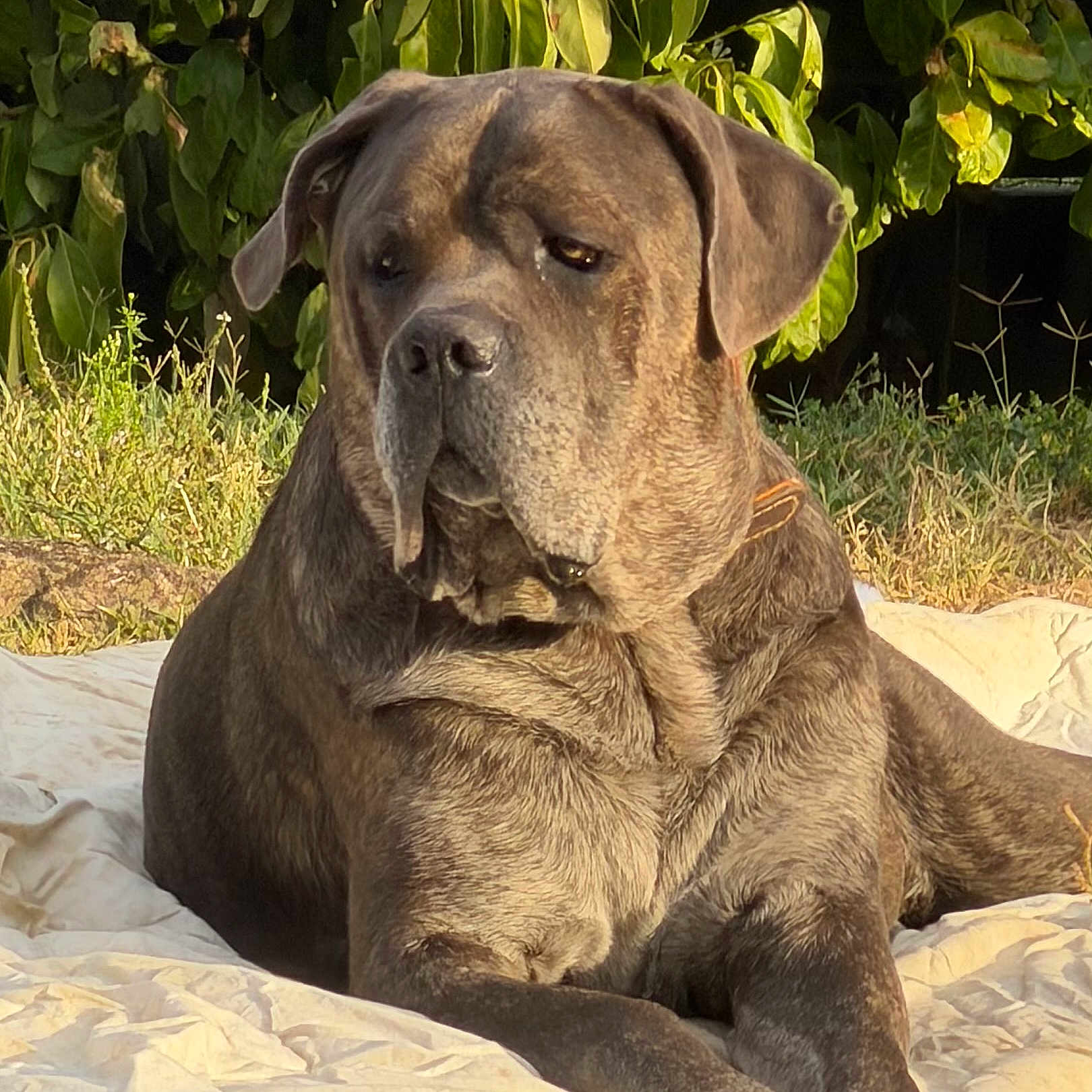 Rio a rejoint le concours — aidez-le/la à gagner de superbes lots ! dog, canine, large_dog, brown_dog, short_hair, floppy_ears, wrinkled_face, serious_expression, sitting, lying_down, outdoor, garden, grass, foliage, leaves, sunlight, portrait, blanket, pet, animal