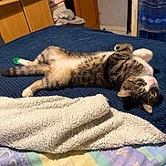 Nakri participe au concours pour gagner de l'argent avec cette photo : cat, tabby_cat, pet, animal, lying_down, upside_down, belly_up, paws, whiskers, green_eyes, striped_fur, brown_fur, white_fur, bed, blanket, bedroom, indoors, relaxed, playful, cozy